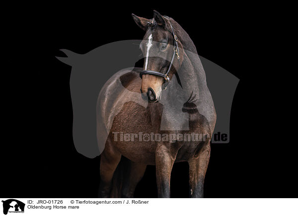 Oldenburg Horse mare / JRO-01726