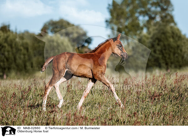 Oldenburg Horse foal / MAB-02660