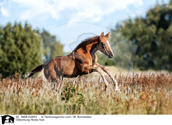Oldenburg Horse foal / MAB-02663