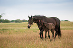 Oldenburg Horse foal