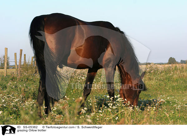grazing Orlow trotter / SS-05362