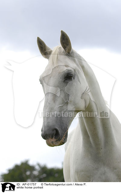 Orlow Traber Portrait / white horse portrait / AP-01757