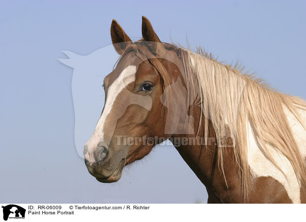 Paint Horse Portrait / RR-06009