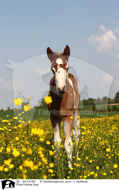 Paint Horse foal / JH-12165