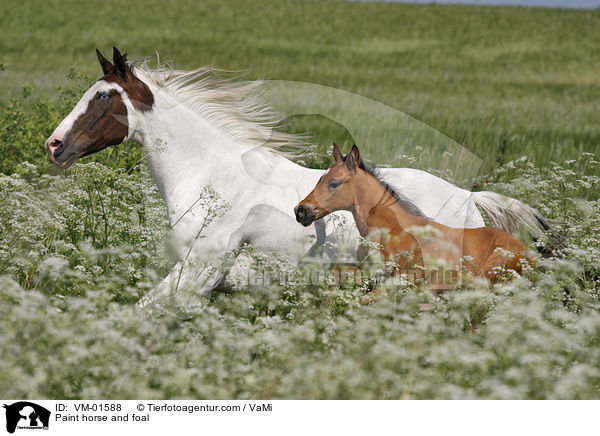Paint horse and foal / VM-01588