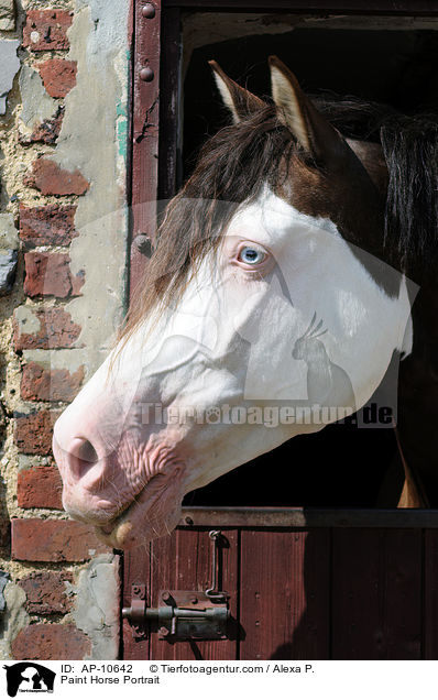 Paint Horse Portrait / AP-10642