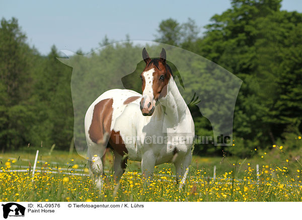 Paint Horse / KL-09576