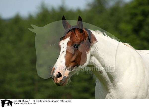 Paint Horse Portrait / Paint Horse Portrait / KL-09577