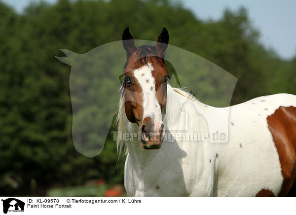 Paint Horse Portrait / KL-09578