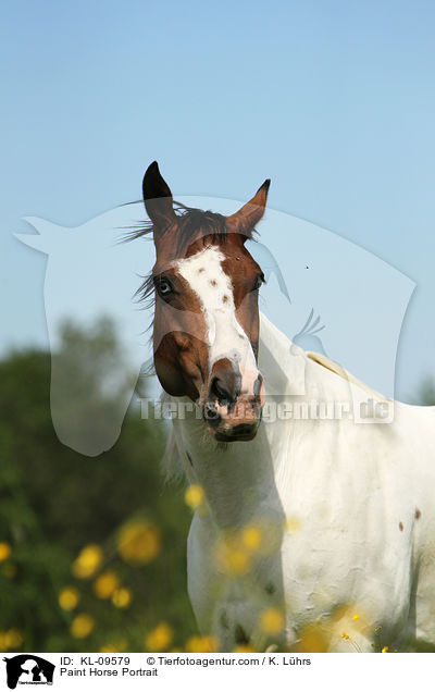 Paint Horse Portrait / KL-09579