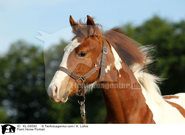 Paint Horse Portrait / KL-09580