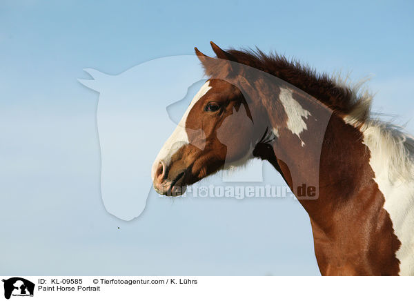 Paint Horse Portrait / KL-09585