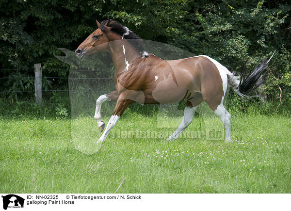 galloping Paint Horse / NN-02325