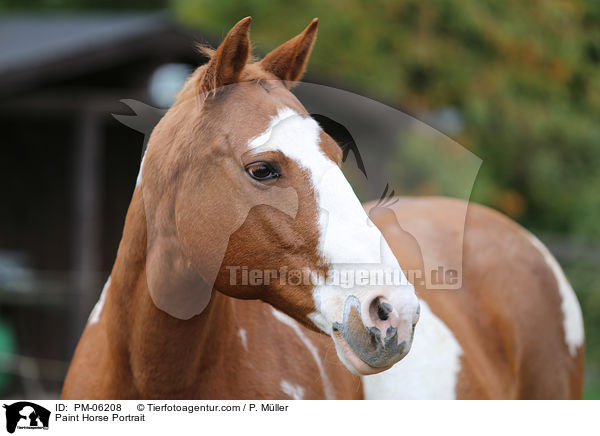 Paint Horse Portrait / PM-06208