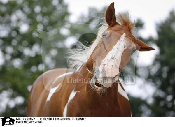 Paint Horse Portrait / Paint Horse Portrait / RR-85537