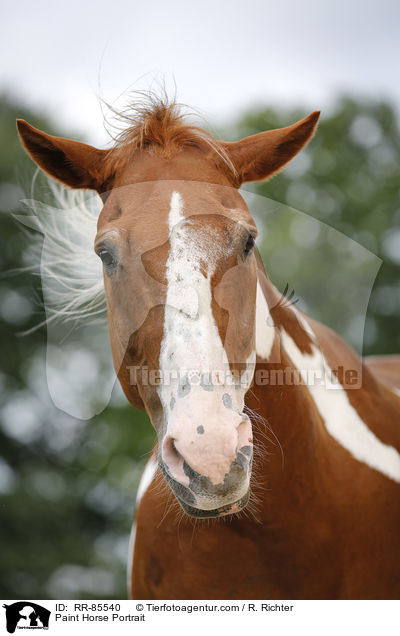 Paint Horse Portrait / RR-85540