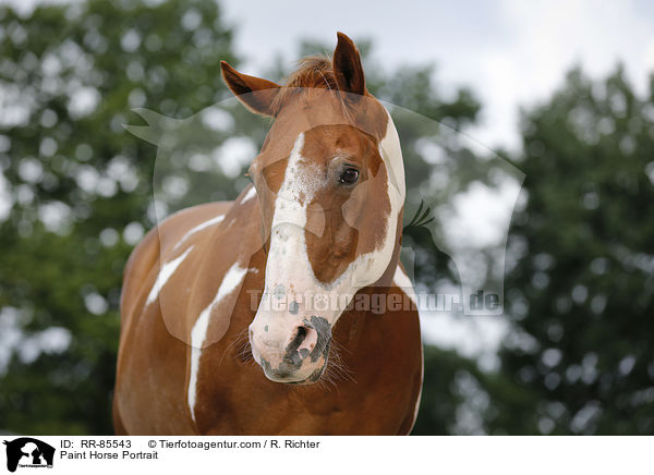 Paint Horse Portrait / RR-85543