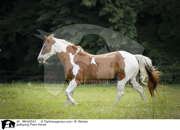 galloping Paint Horse / RR-85547