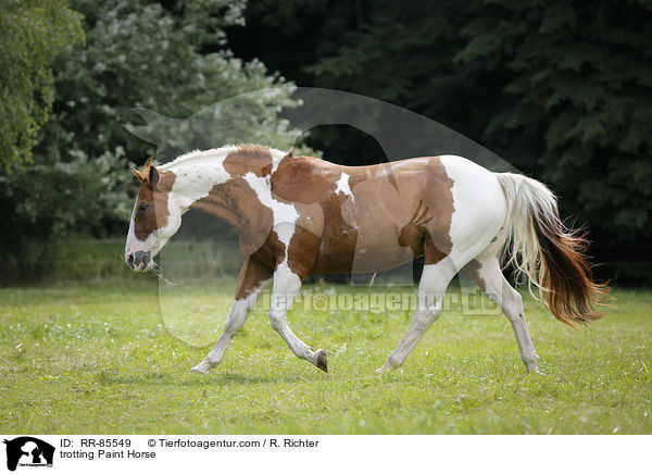 trotting Paint Horse / RR-85549