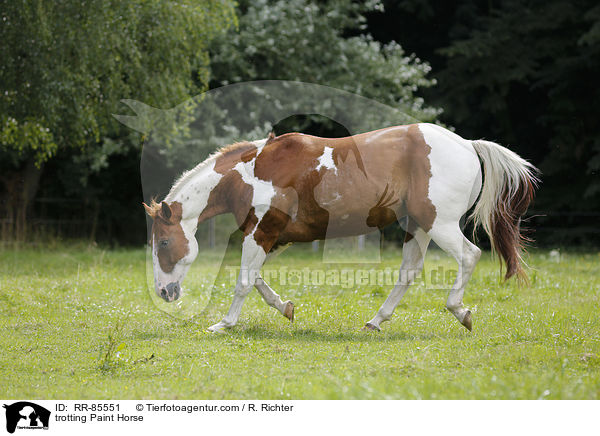 trotting Paint Horse / RR-85551