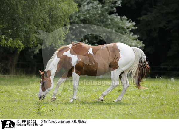 trotting Paint Horse / RR-85552