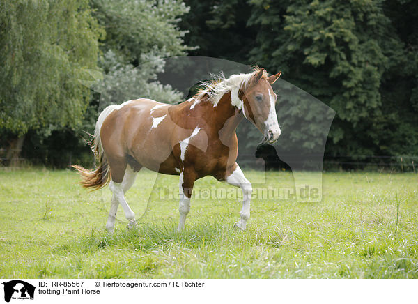 trotting Paint Horse / RR-85567
