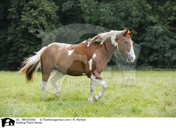 trotting Paint Horse / RR-85569