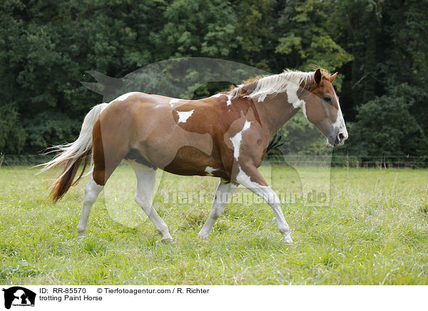 trotting Paint Horse / RR-85570