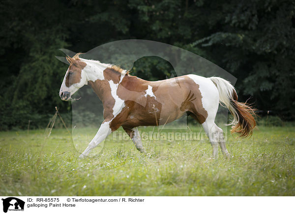 galoppierendes Paint Horse / galloping Paint Horse / RR-85575