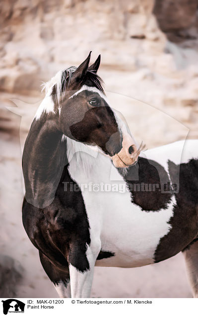 Paint Horse / Paint Horse / MAK-01200