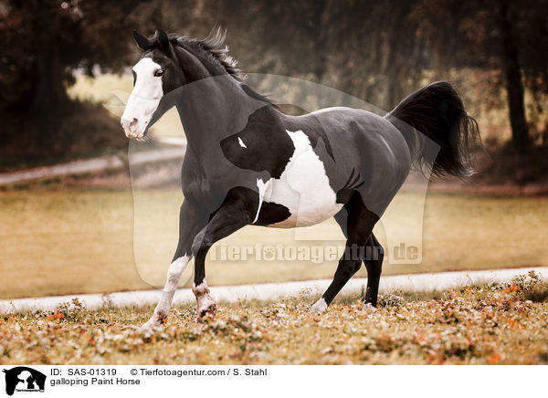 galloping Paint Horse / SAS-01319