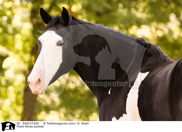 Paint Horse portrait / SAS-01320