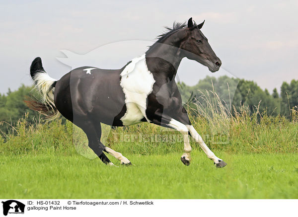 galloping Paint Horse / HS-01432