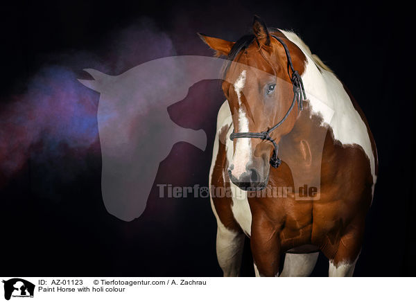 Paint Horse with holi colour / AZ-01123