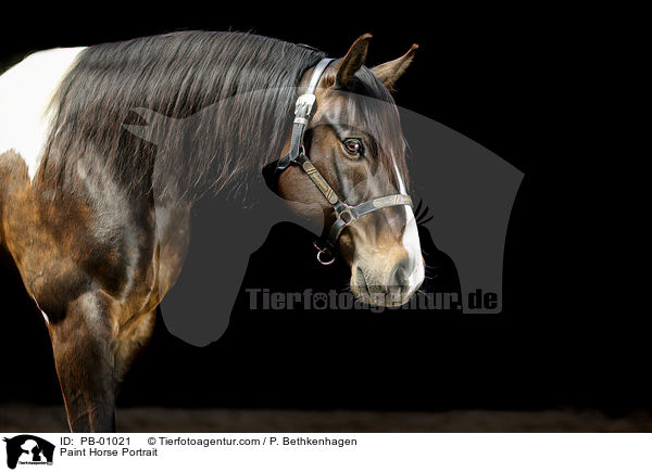 Paint Horse Portrait / PB-01021