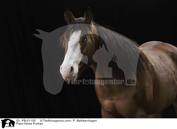 Paint Horse Portrait / PB-01155