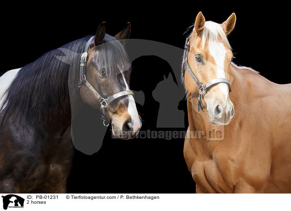 2 horses / PB-01231