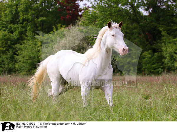 Paint Horse im Sommer / Paint Horse in summer / HL-01936