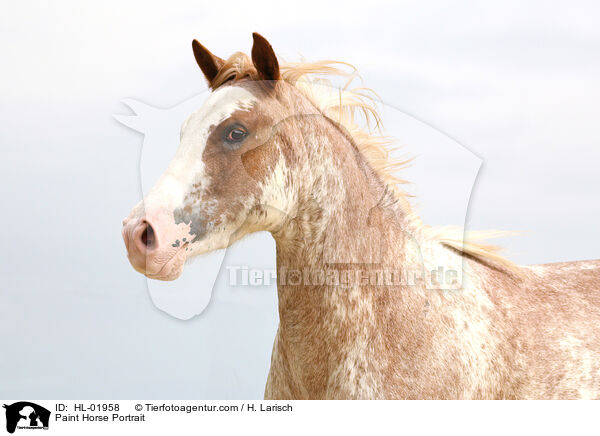 Paint Horse Portrait / HL-01958