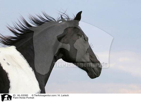 Paint Horse Portrait / HL-02080