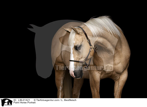 Paint Horse Portrait / LIB-01421
