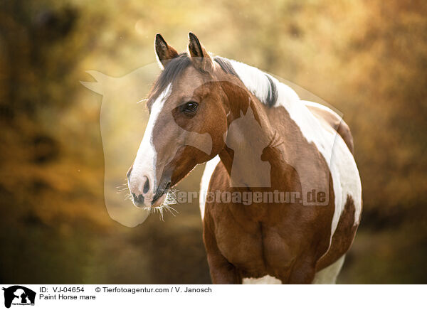 Paint Horse Stute / Paint Horse mare / VJ-04654