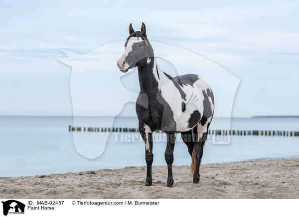 Paint Horse / MAB-02457