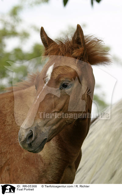 Foal Portrait / RR-05368