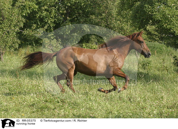 running horse / RR-05375