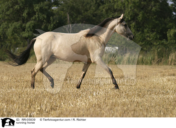 Paso Fino in Bewegung / running horse / RR-05839