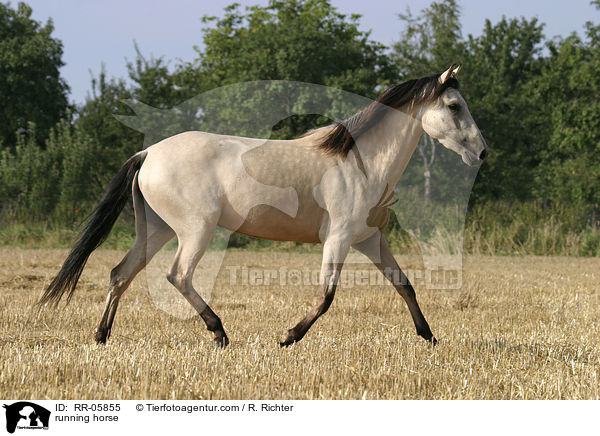 Paso Fino in Bewegung / running horse / RR-05855