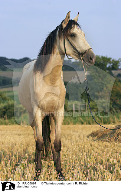 standing horse / RR-05897
