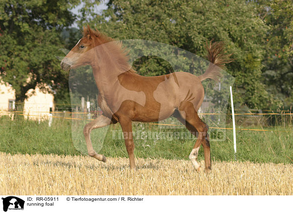 running foal / RR-05911