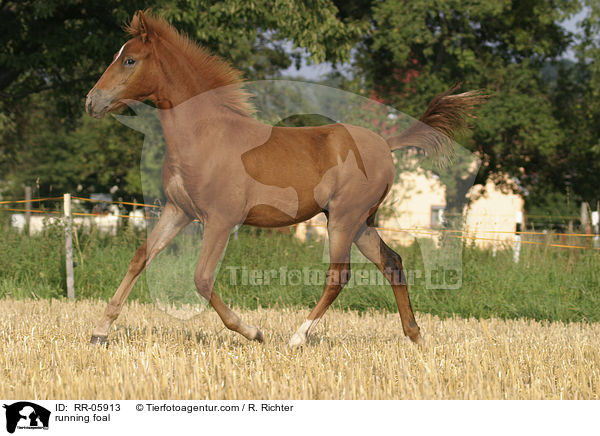running foal / RR-05913
